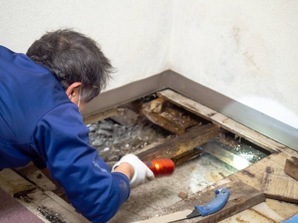 Best Crawl Space Mold Removal  in East Wenatchee, WA