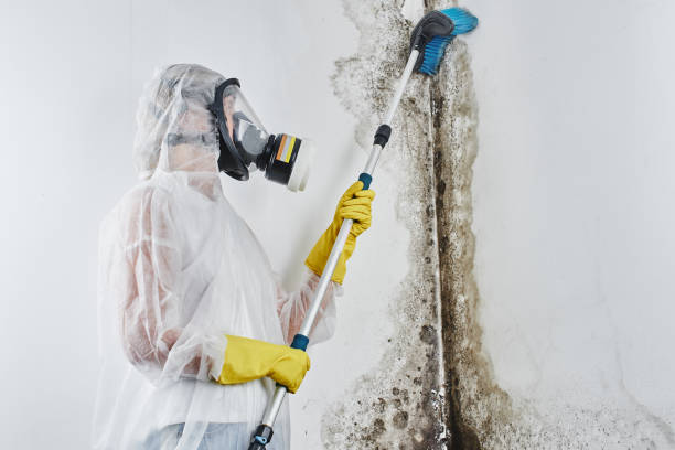 Best Commercial Mold Removal  in East Wenatchee, WA