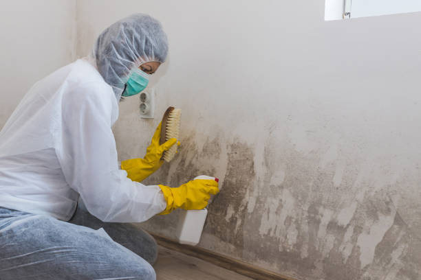 Best Emergency Mold Removal  in East Wenatchee, WA