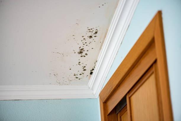 Best Local Mold Removal Service  in East Wenatchee, WA