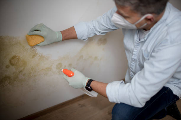 Best Office Mold Removal Services  in East Wenatchee, WA