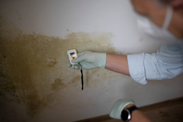 Best Mold Removal Near Me  in East Wenatchee, WA
