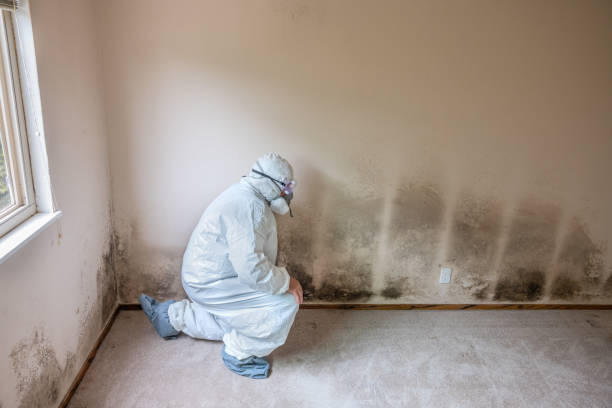Best Toxic Mold Removal  in East Wenatchee, WA