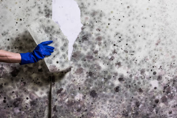 Attic Mold Removal in East Wenatchee, WA