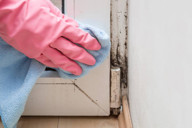 Best Certified Mold Removal  in East Wenatchee, WA